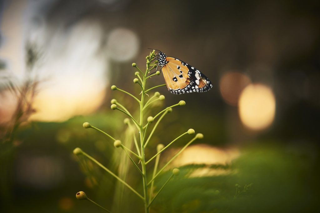 butterfly, pollination, nature-6876992.jpg