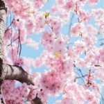 japanese cherry blossom, flower background, flowers