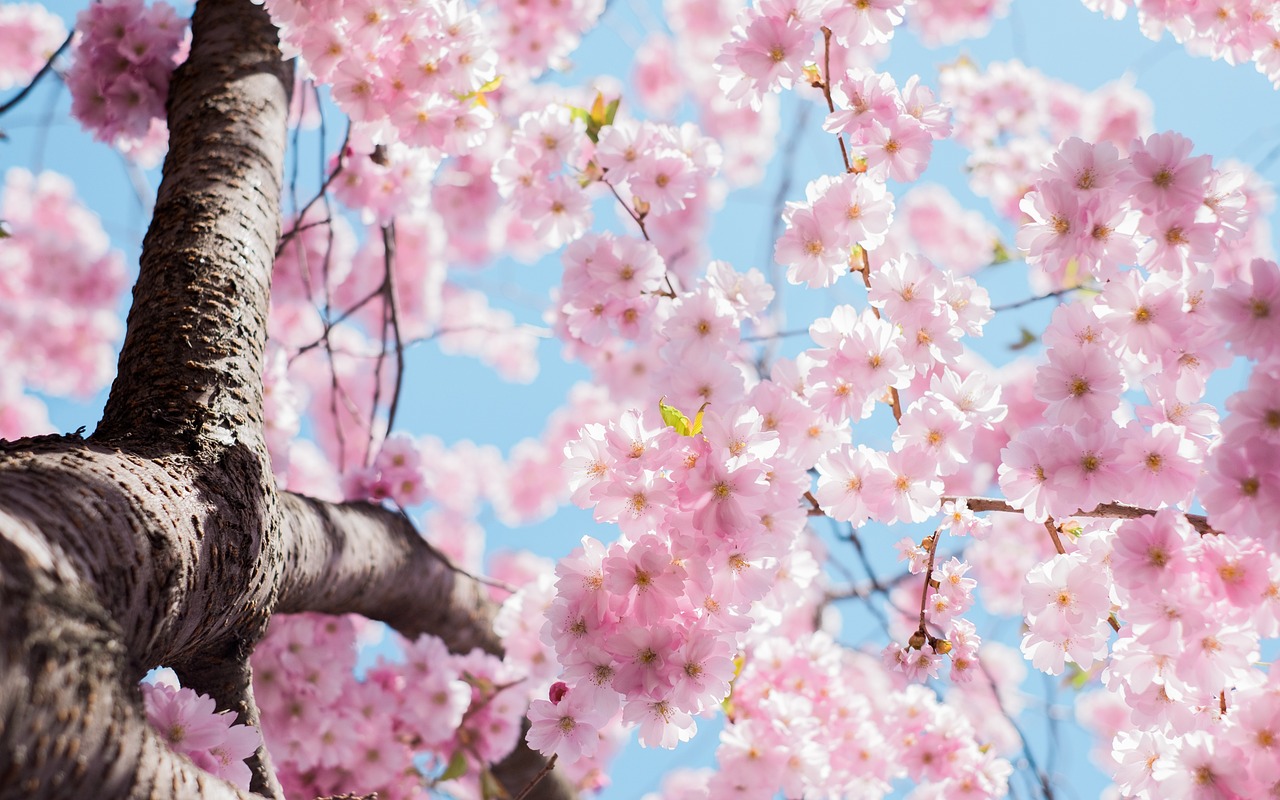 japanese cherry blossom, flower background, flowers