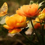 flowers, butterfly, silver washed fritillary