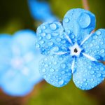 blue flower, beautiful flowers, dew