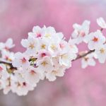 cherry blossoms, landscape, spring-2218781.jpg